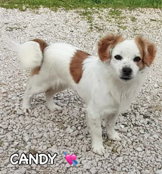 Sandy e Candy dolci cagnoline taglia piccola cercano casa 910 kg | Foto 2