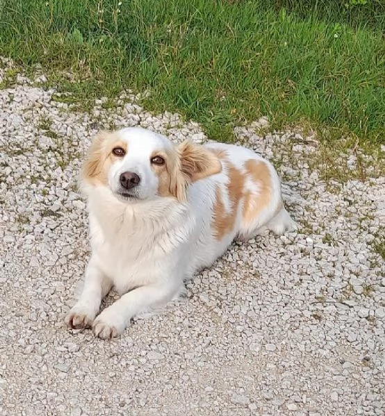 Sandy e Candy dolci cagnoline taglia piccola cercano casa 910 kg | Foto 1