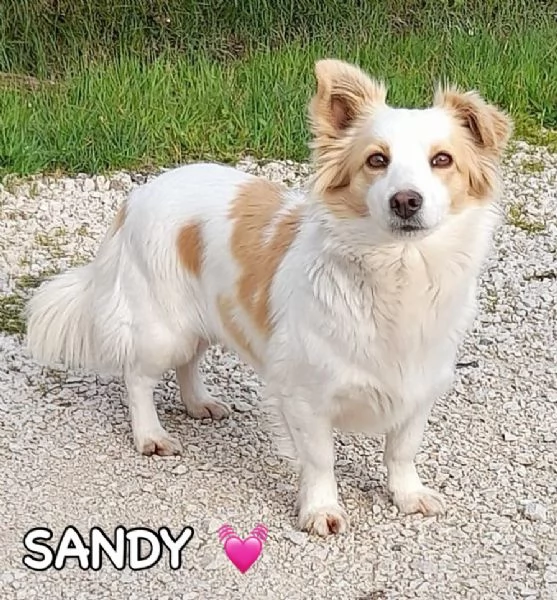 Sandy e Candy dolci cagnoline taglia piccola cercano casa 910 kg | Foto 0