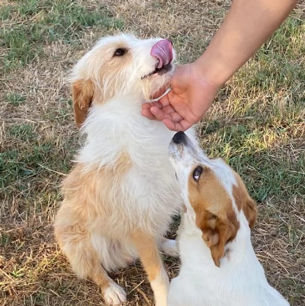 Leone dolce spinoncino 3 anni cerca adozione  | Foto 3