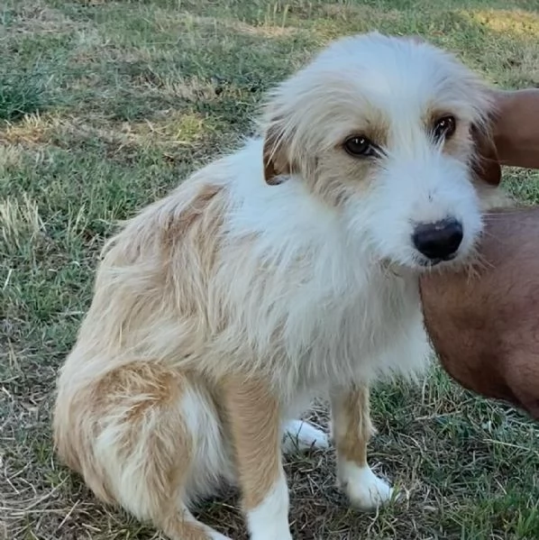 Leone dolce spinoncino 3 anni cerca adozione  | Foto 1