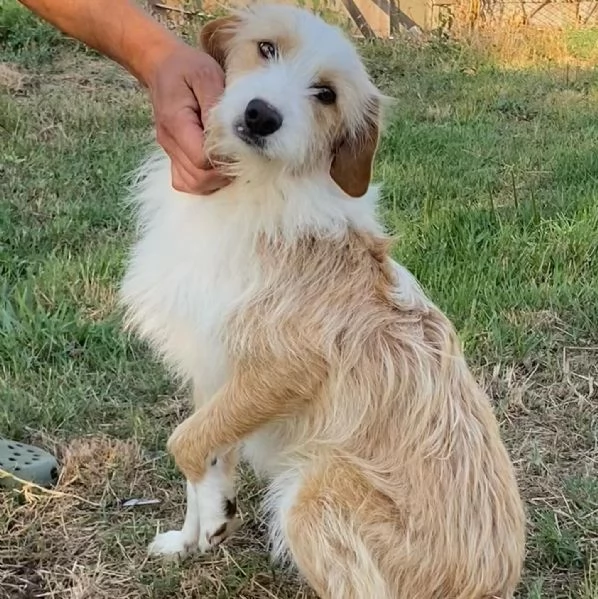 Leone dolce spinoncino 3 anni cerca adozione  | Foto 0