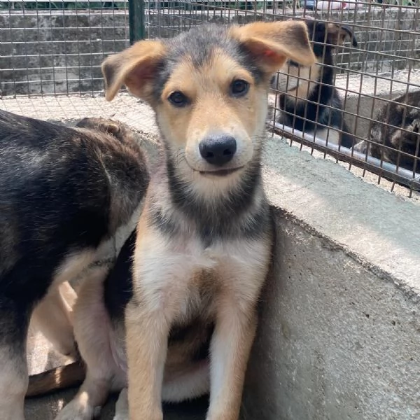 Wild cucciolo 3 mesi cerca casa  taglia media | Foto 6