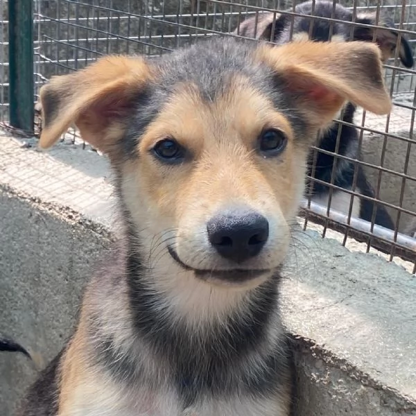 Wild cucciolo 3 mesi cerca casa  taglia media | Foto 4