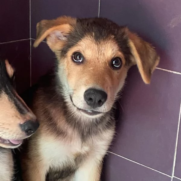 Wild cucciolo 3 mesi cerca casa  taglia media | Foto 1