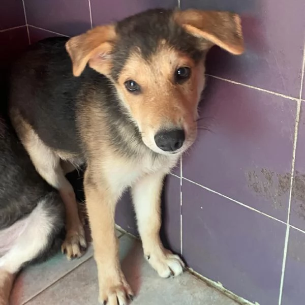 Wild cucciolo 3 mesi cerca casa  taglia media | Foto 0