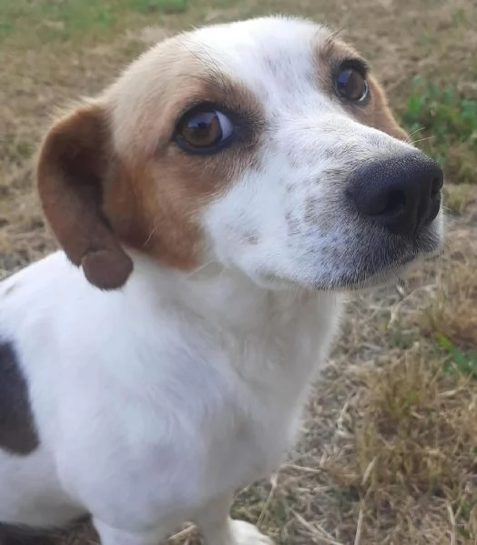 Masha 2 anni incrocio jack russell cerca adozione  rinuncia di propriet | Foto 4