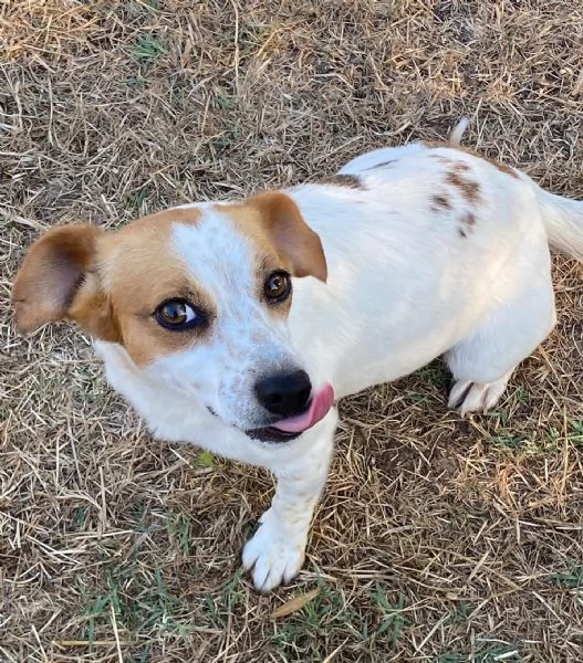 Masha 2 anni incrocio jack russell cerca adozione  rinuncia di propriet | Foto 3