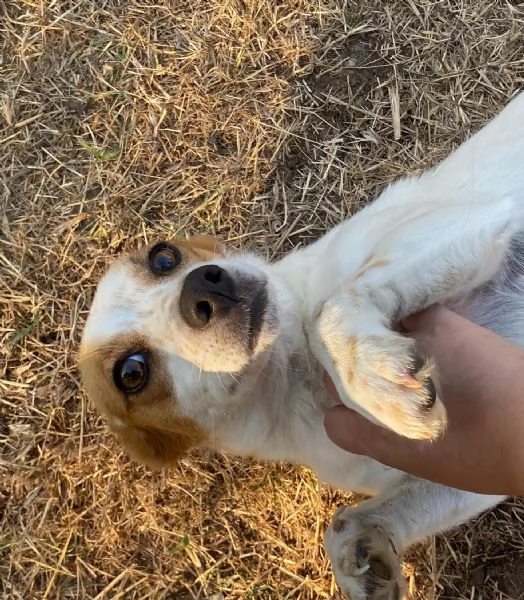 Masha 2 anni incrocio jack russell cerca adozione  rinuncia di propriet | Foto 2