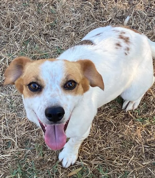 Masha 2 anni incrocio jack russell cerca adozione  rinuncia di propriet | Foto 1