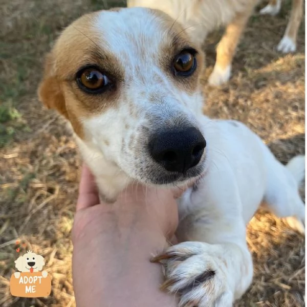 Masha 2 anni incrocio jack russell cerca adozione  rinuncia di propriet