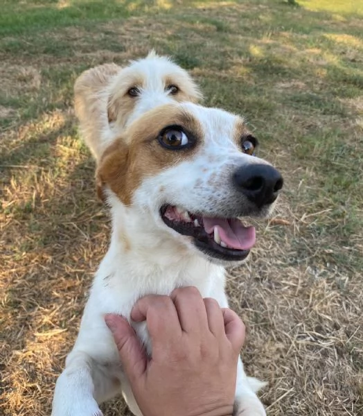 Masha 2 anni incrocio jack russell cerca adozione  rinuncia di propriet | Foto 0
