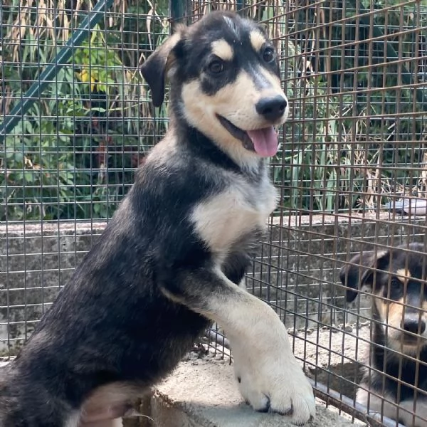 Jolly cucciolo 3 mesi dolce e tenero cerca casa  | Foto 6