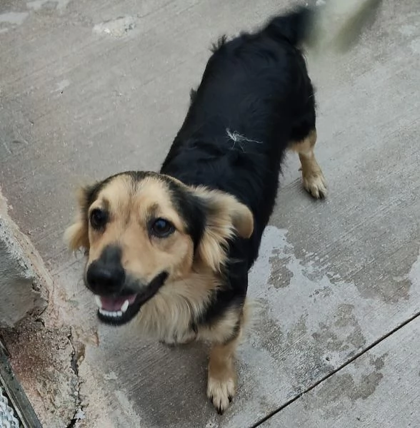 Zeus dolce volpinetto cerca adozione  1 anno e mezzo taglia piccola | Foto 5