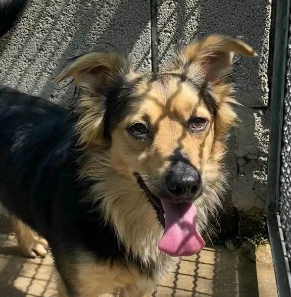 Zeus dolce volpinetto cerca adozione  1 anno e mezzo taglia piccola | Foto 4
