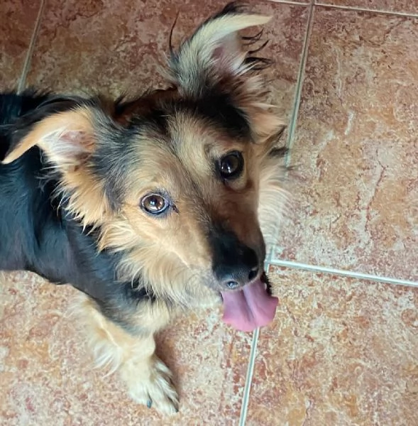 Zeus dolce volpinetto cerca adozione  1 anno e mezzo taglia piccola | Foto 3