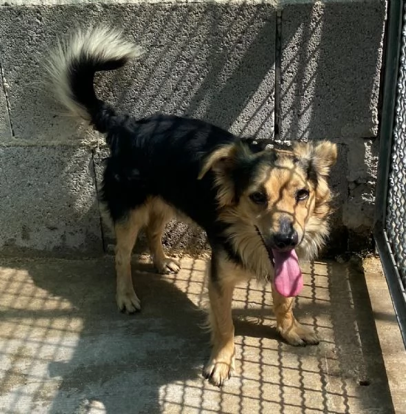 Zeus dolce volpinetto cerca adozione  1 anno e mezzo taglia piccola | Foto 2