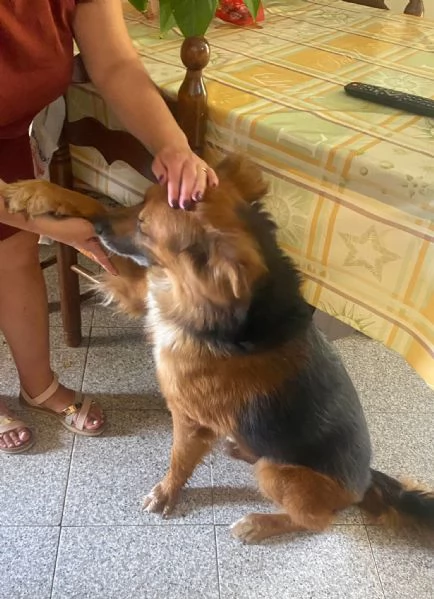 FULMINE 9 anni cerca casa  dolce giocherellone e buono  | Foto 4