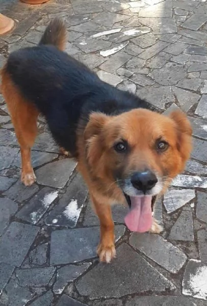 FULMINE 9 anni cerca casa  dolce giocherellone e buono  | Foto 4