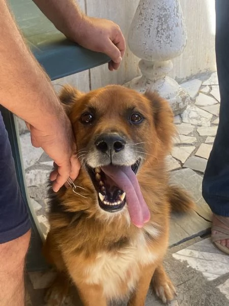 FULMINE 9 anni cerca casa  dolce giocherellone e buono 