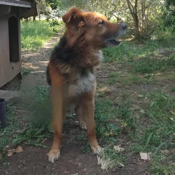 FULMINE 9 anni cerca casa  dolce giocherellone e buono  | Foto 3