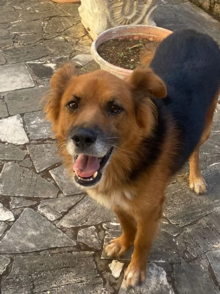 FULMINE 9 anni cerca casa  dolce giocherellone e buono  | Foto 3