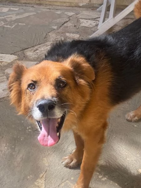 FULMINE 9 anni cerca casa  dolce giocherellone e buono  | Foto 2
