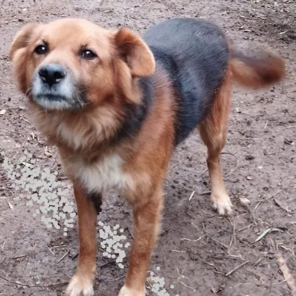 FULMINE 9 anni cerca casa  dolce giocherellone e buono  | Foto 2