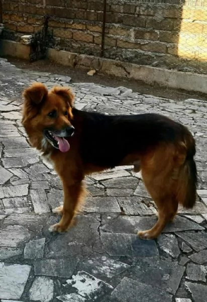 FULMINE 9 anni cerca casa  dolce giocherellone e buono  | Foto 1