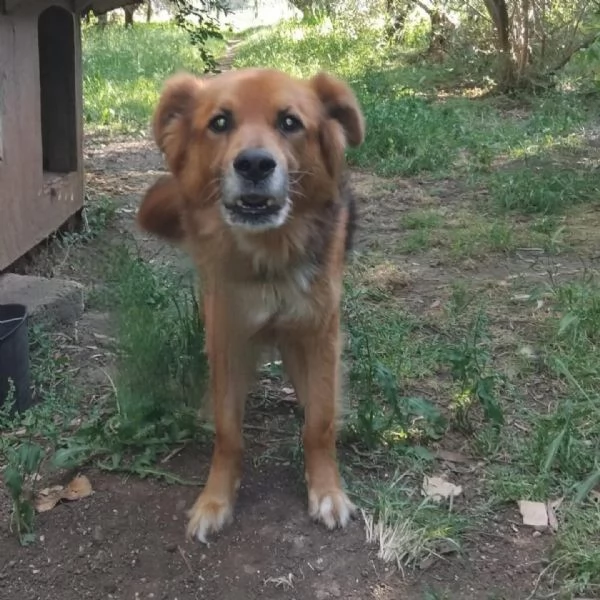 FULMINE 9 anni cerca casa  dolce giocherellone e buono  | Foto 0