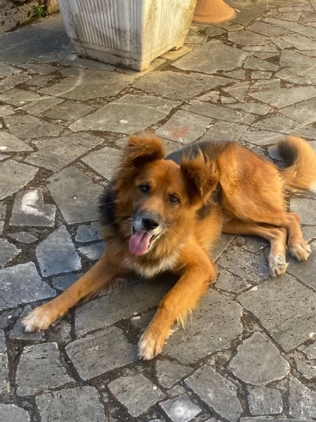 FULMINE 9 anni cerca casa  dolce giocherellone e buono  | Foto 1