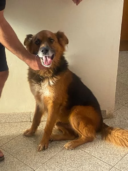 FULMINE 9 anni cerca casa  dolce giocherellone e buono  | Foto 0
