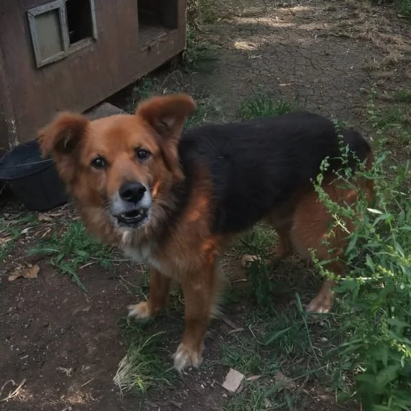 FULMINE 9 anni cerca casa  dolce giocherellone e buono 