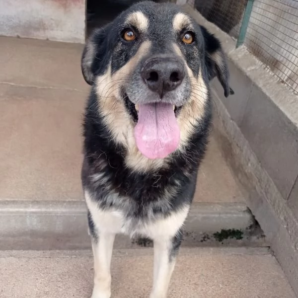 DYLAN dolce ed affettuoso cerca adozione  7 anni da sempre in canile | Foto 4