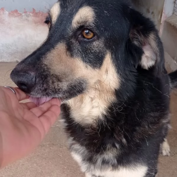 DYLAN dolce ed affettuoso cerca adozione  7 anni da sempre in canile | Foto 3