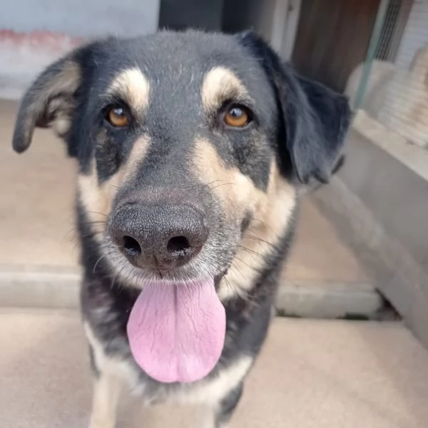 DYLAN dolce ed affettuoso cerca adozione  7 anni da sempre in canile | Foto 1
