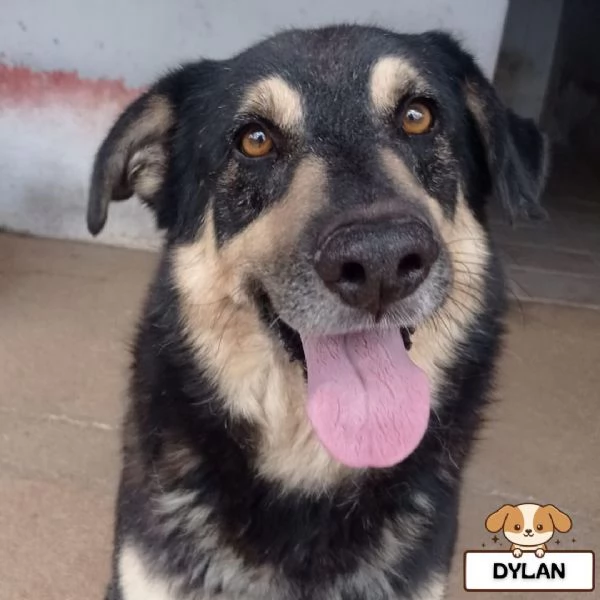 DYLAN dolce ed affettuoso cerca adozione  7 anni da sempre in canile