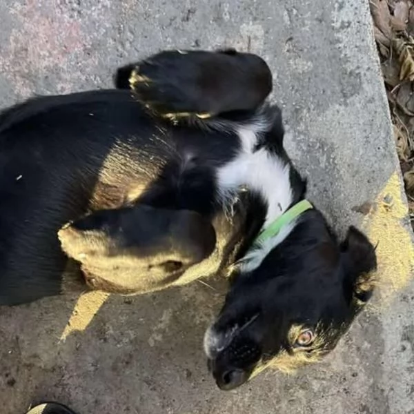 FRODO cucciolo 4 mesi cerca adozione a Latina | Foto 1