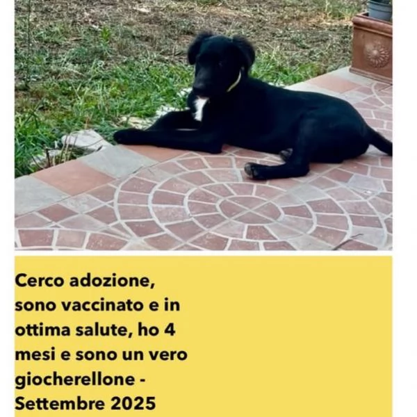 FRODO cucciolo 4 mesi cerca adozione a Latina | Foto 0