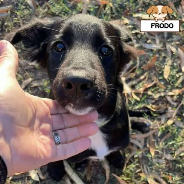 FRODO cucciolo 4 mesi cerca adozione a Latina