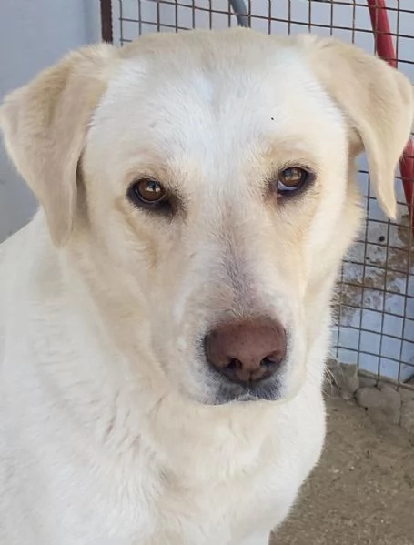 Creamy simil labrador 3 anni cerca adozione a Latina | Foto 6