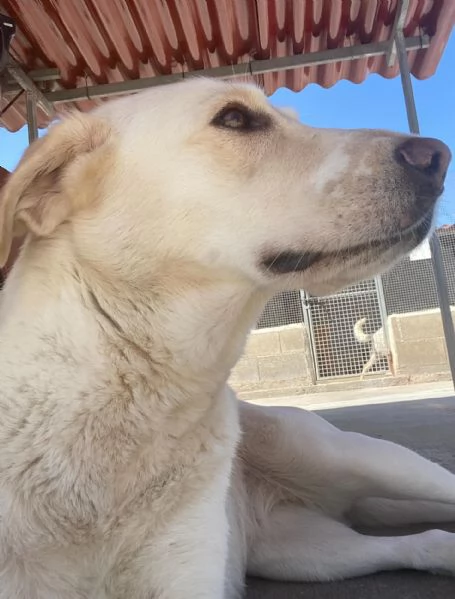 Creamy simil labrador 3 anni cerca adozione a Latina | Foto 5