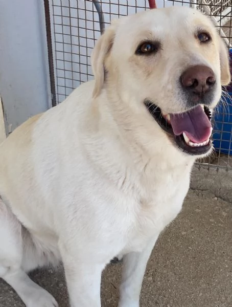 Creamy simil labrador 3 anni cerca adozione a Latina | Foto 4