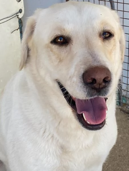 Creamy simil labrador 3 anni cerca adozione a Latina | Foto 3