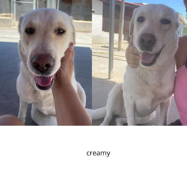 Creamy simil labrador 3 anni cerca adozione a Latina | Foto 2