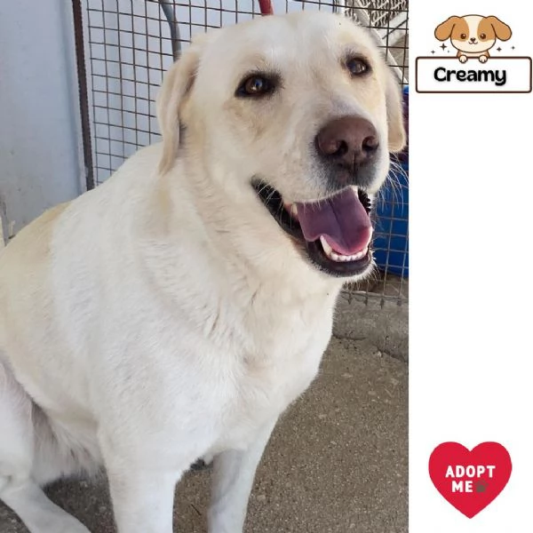 Creamy simil labrador 3 anni cerca adozione a Latina