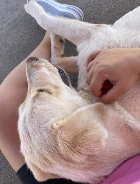 Creamy simil labrador 3 anni cerca adozione a Latina | Foto 1