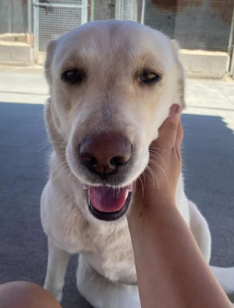 Creamy simil labrador 3 anni cerca adozione a Latina | Foto 0