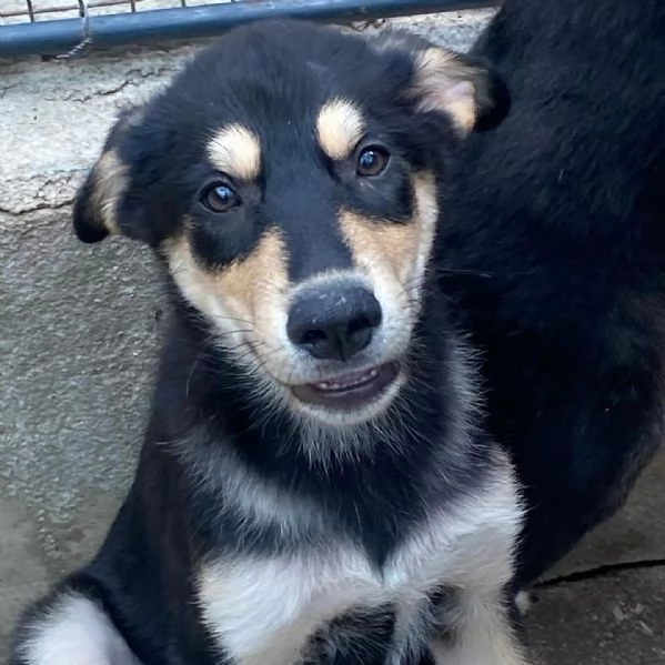 JOE cucciolo 4 mesi cerca adozione  canile di Latina | Foto 5