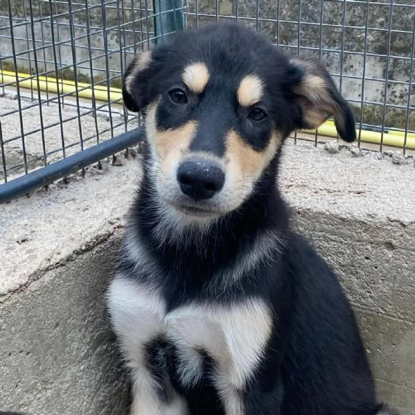 JOE cucciolo 4 mesi cerca adozione  canile di Latina | Foto 1